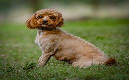 Cavapoo dogs for sale: Simba - Image 24