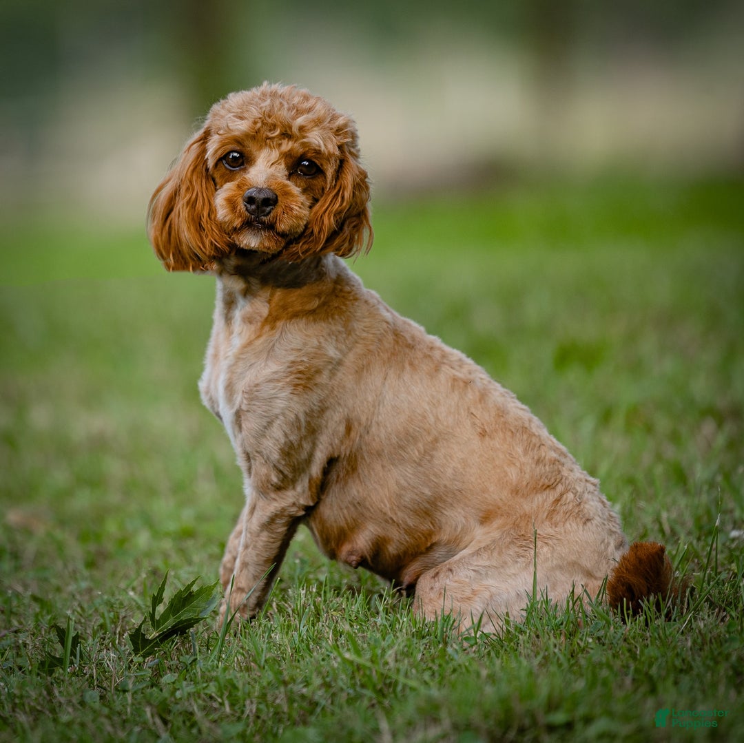 Cavapoo dogs for sale: Simba - Image 24