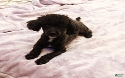 Toy Poodle dogs for sale: Mark Antony - Image 10