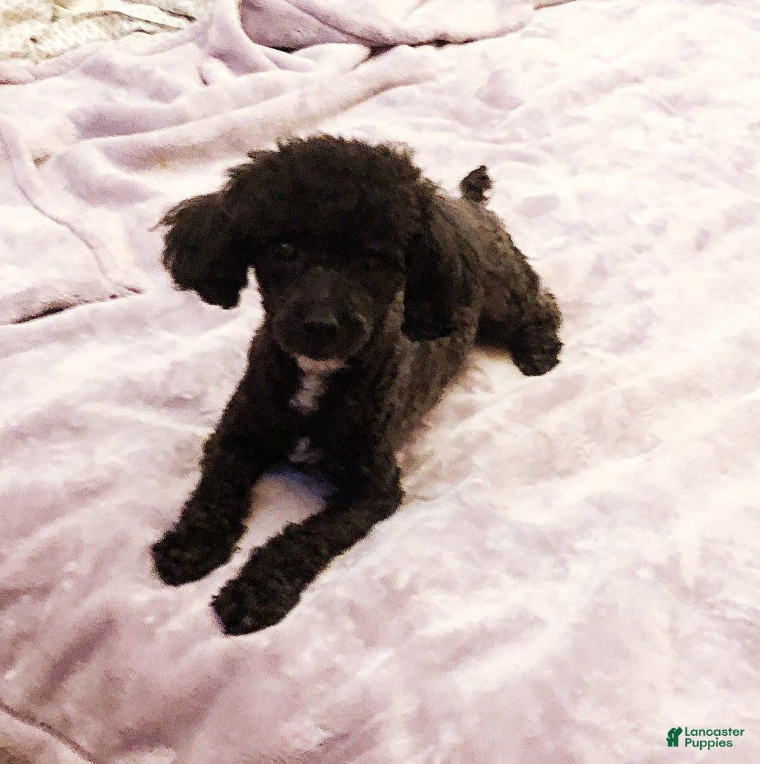 Toy Poodle dogs for sale: Mark Antony - Image 10