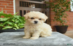 Havapoo dogs for sale: Goldie - Image 1