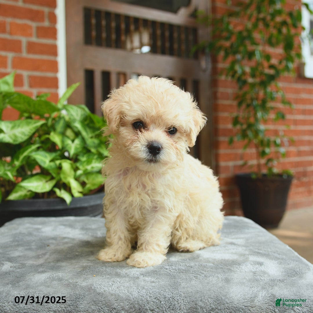 Havapoo dogs for sale: Goldie - Image 1