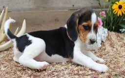 Beagle dogs for sale: Lilly - Image 6