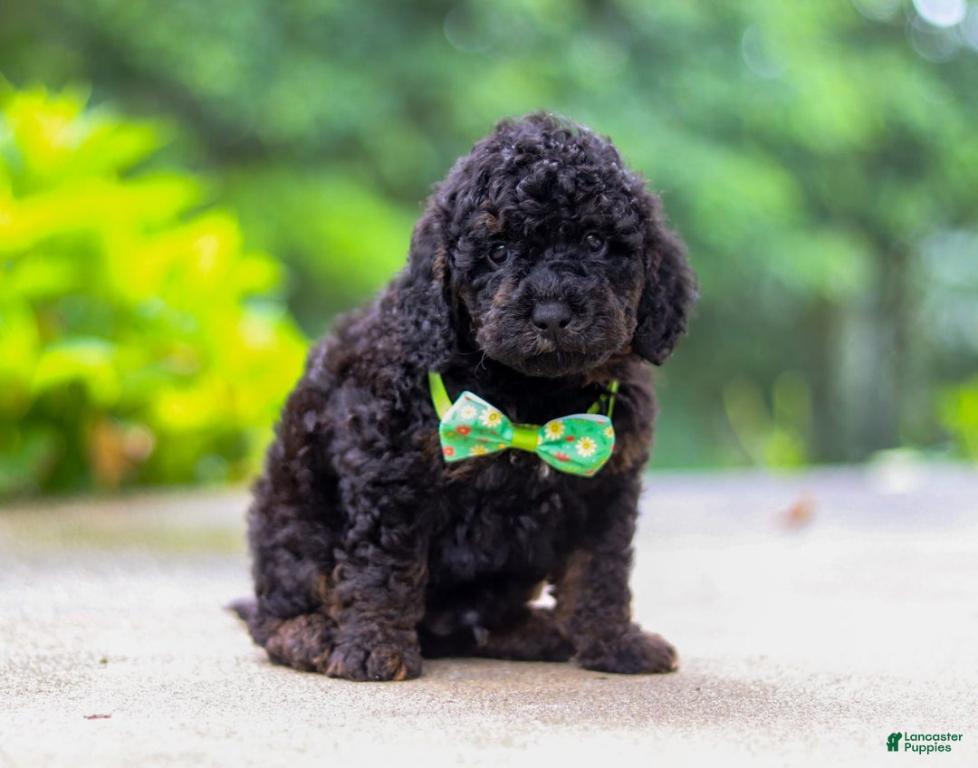 Cockapoo dogs for sale: Midnight - Image 4