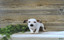 Jack Russell Terrier dogs for sale: Tia - Image 5