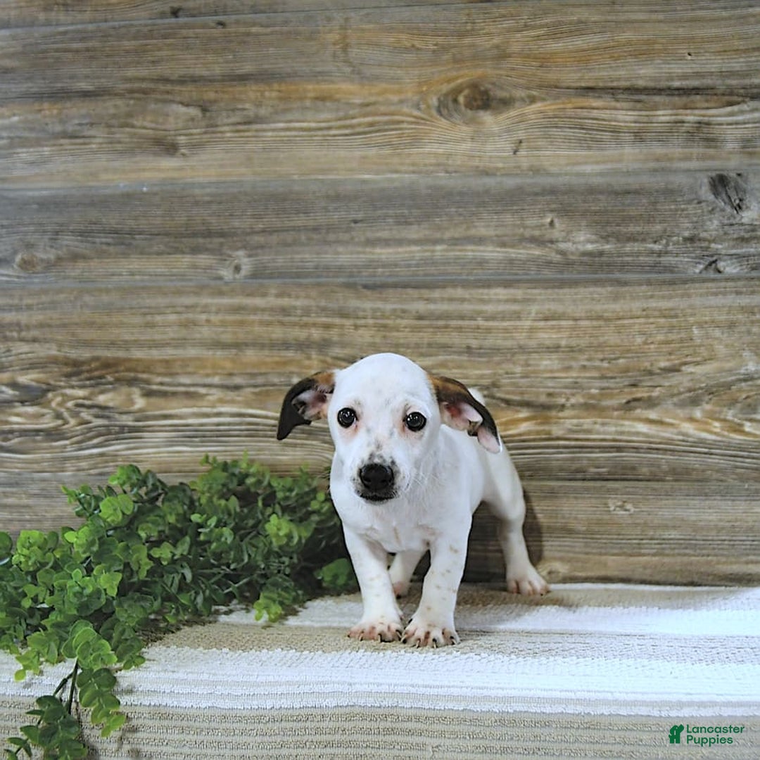 Jack Russell Terrier dogs for sale: Tia - Image 5
