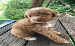 Miniature Poodle dogs for sale: Dexter - Image 7