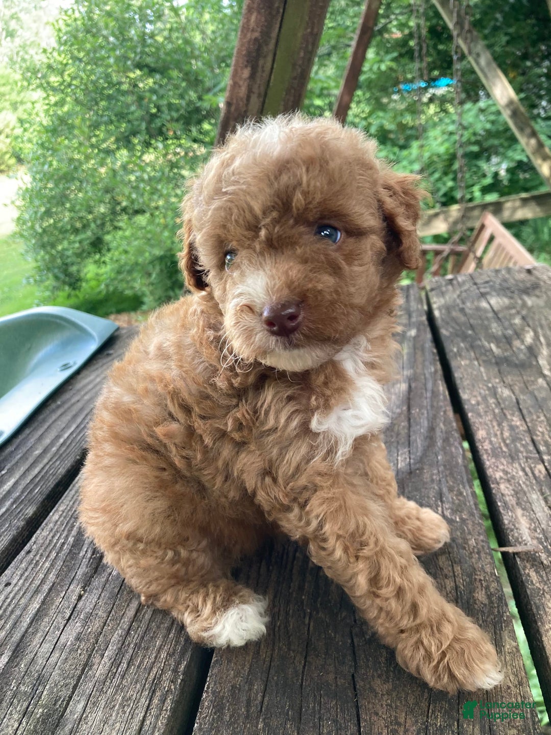 Miniature Poodle dogs for sale: Dexter - Image 7