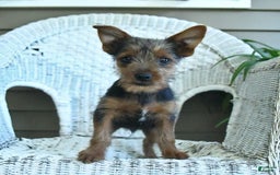 Yorkshire Terrier dogs for sale: Tucker - Image 9