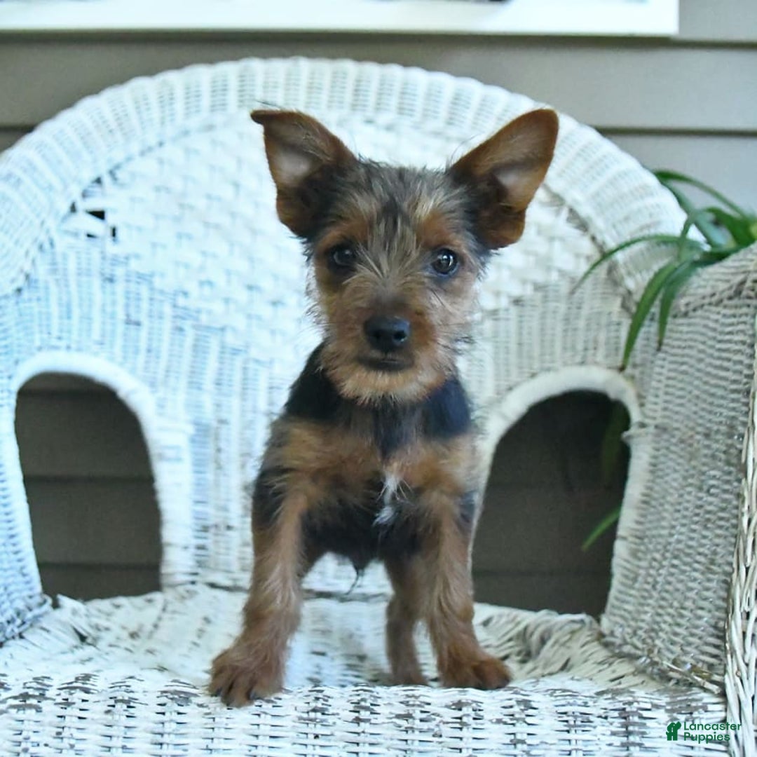 Yorkshire Terrier dogs for sale: Tucker - Image 9