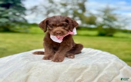 Labradoodle dogs for sale: Lemonade - Image 1