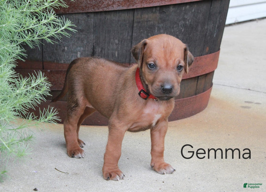 Rhodesian Ridgeback dogs for sale: Gemma - Image 8