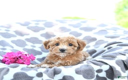 Toy Poodle dogs for sale: Kai - Image 1