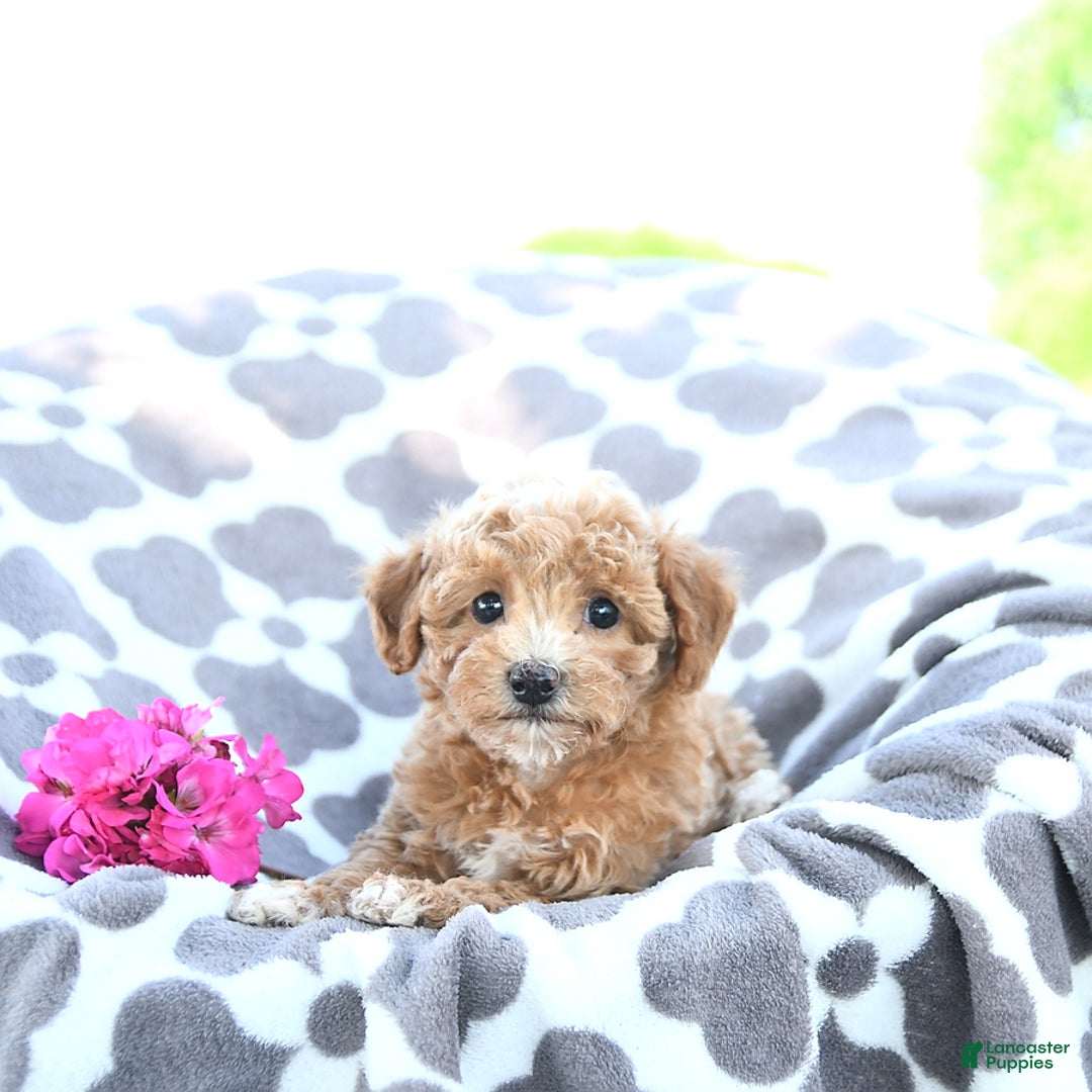 Toy Poodle dogs for sale: Kai - Image 1