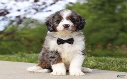 Mini Bernedoodle dogs for sale: Oakley - Image 1
