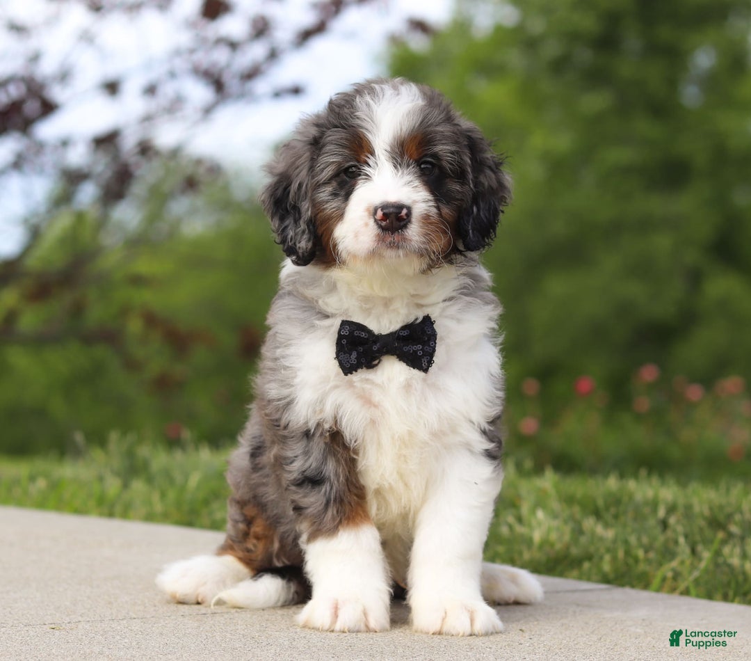 Mini Bernedoodle dogs for sale: Oakley - Image 1