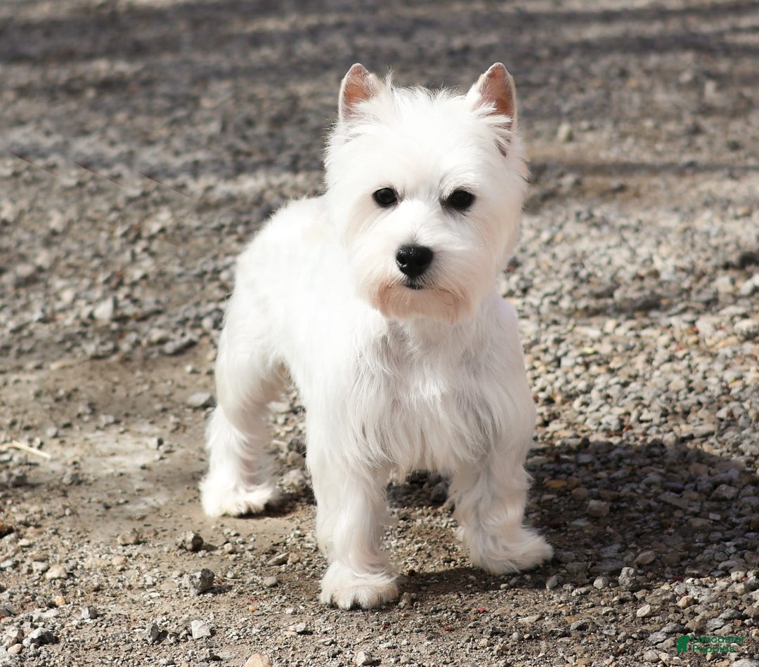 West Highland Terrier dogs for sale: Dominique - Image 7