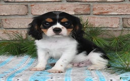 Cavalier King Charles Spaniel dogs for sale: Duke - Image 14