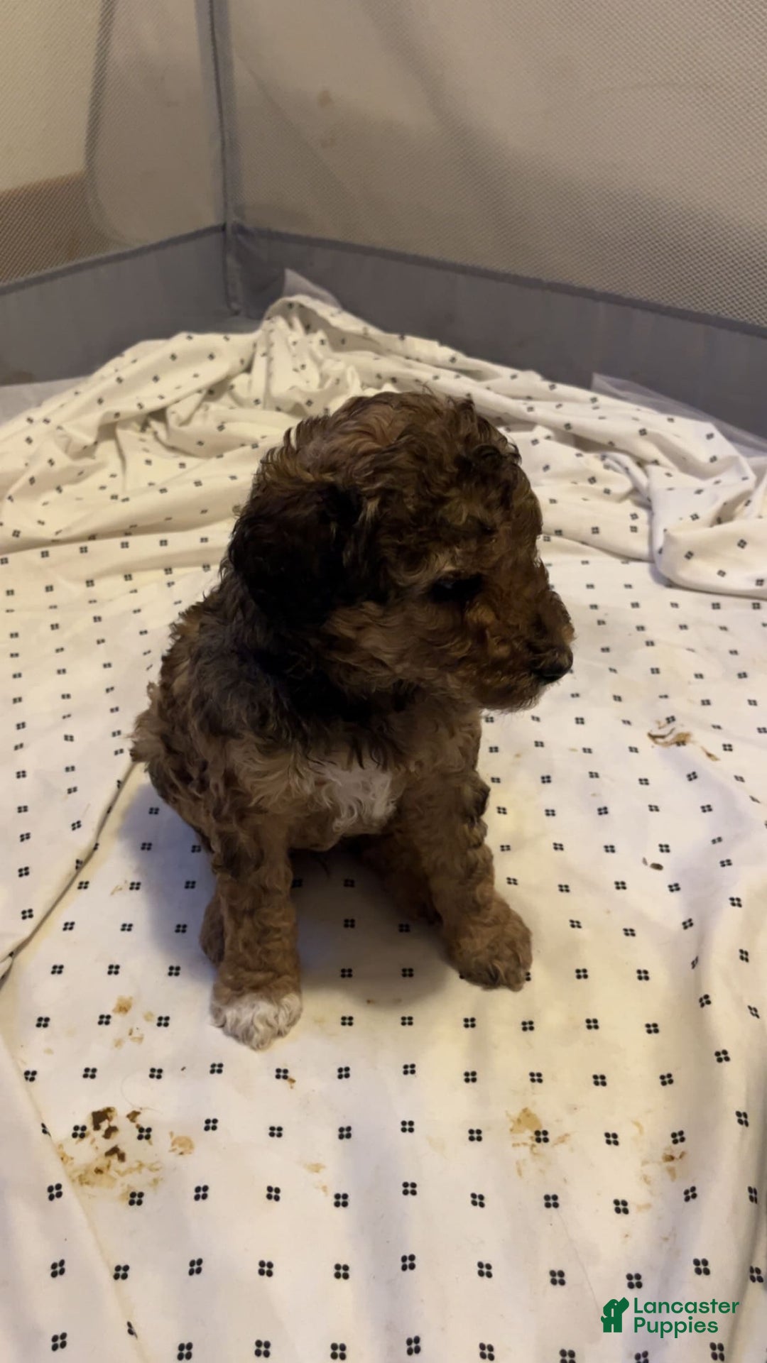 Standard Poodle dogs for sale: Alda - Image 14