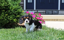 Cavalier King Charles Spaniel dogs for sale: Toby - Image 32