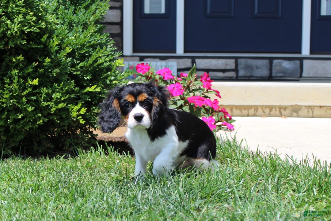 Cavalier King Charles Spaniel dogs for sale: Toby - Image 32