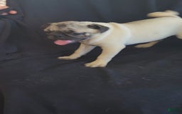 Pug dogs for sale: Clyde - Image 3