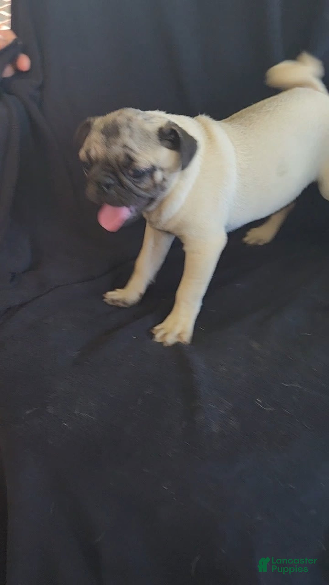 Pug dogs for sale: Clyde - Image 3