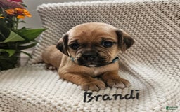 Puggle dogs for sale: Brandi - Image 5
