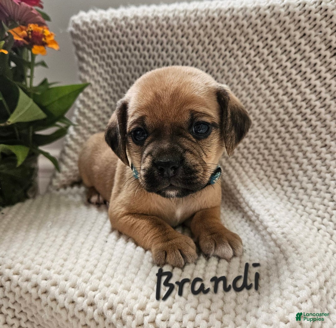 Puggle dogs for sale: Brandi - Image 5
