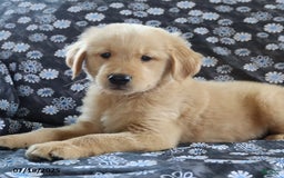 Golden Retriever dogs for sale: Rocky - Image 4