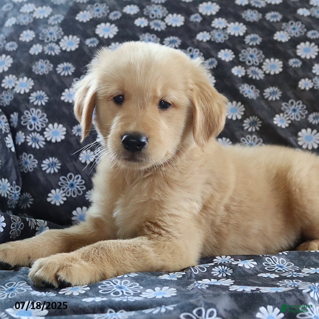 Golden Retriever dogs for sale: Rocky - Image 4