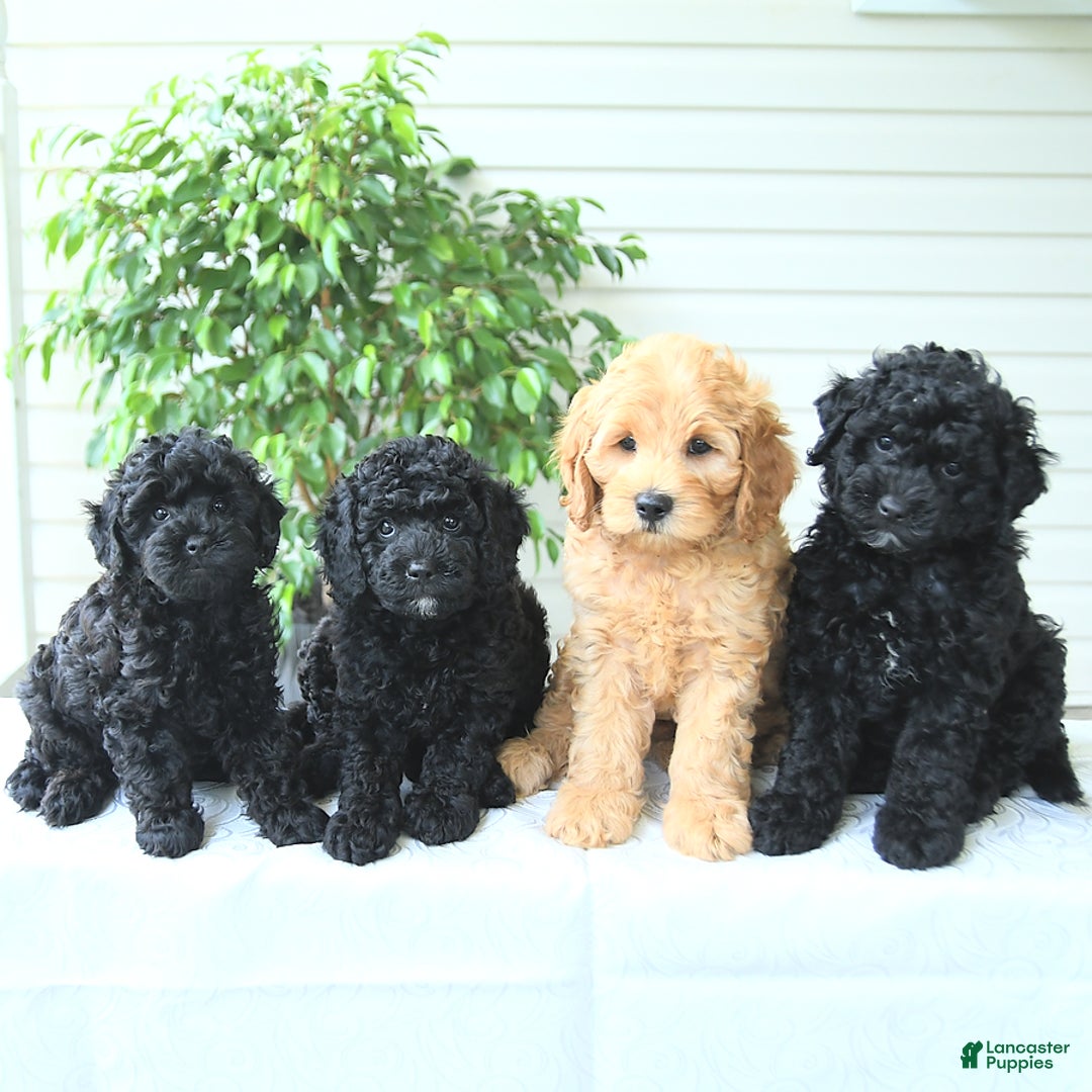 Cockapoo dogs for sale: Mike - Image 1
