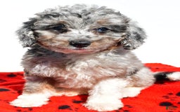 Mini Aussiedoodle dogs for sale: Emily - Image 1