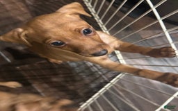 Miniature Pinscher dogs for sale: Scooby Jr - Image 4