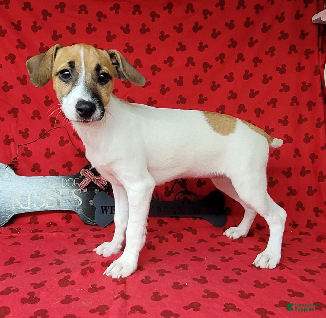 Jack Russell Terrier dogs for sale: Jack Russell Male Puck - Image 13