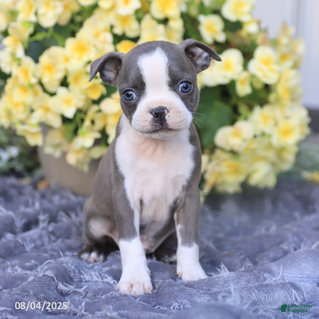 Boston Terrier dogs for sale: Happy - Image 4