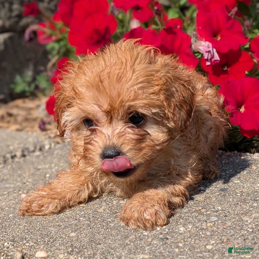 Cavapoo dogs for sale: Kobe - Image 8