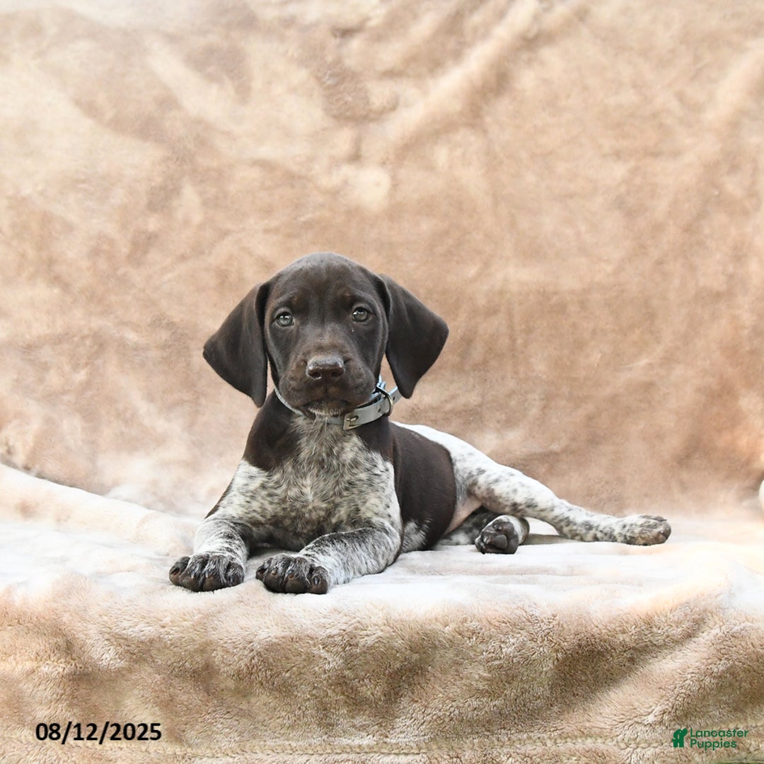 German Shorthaired Pointer dogs for sale: Baltimore - Image 5