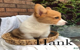 Welsh Corgi Pembroke dogs for sale: Hank - Image 5