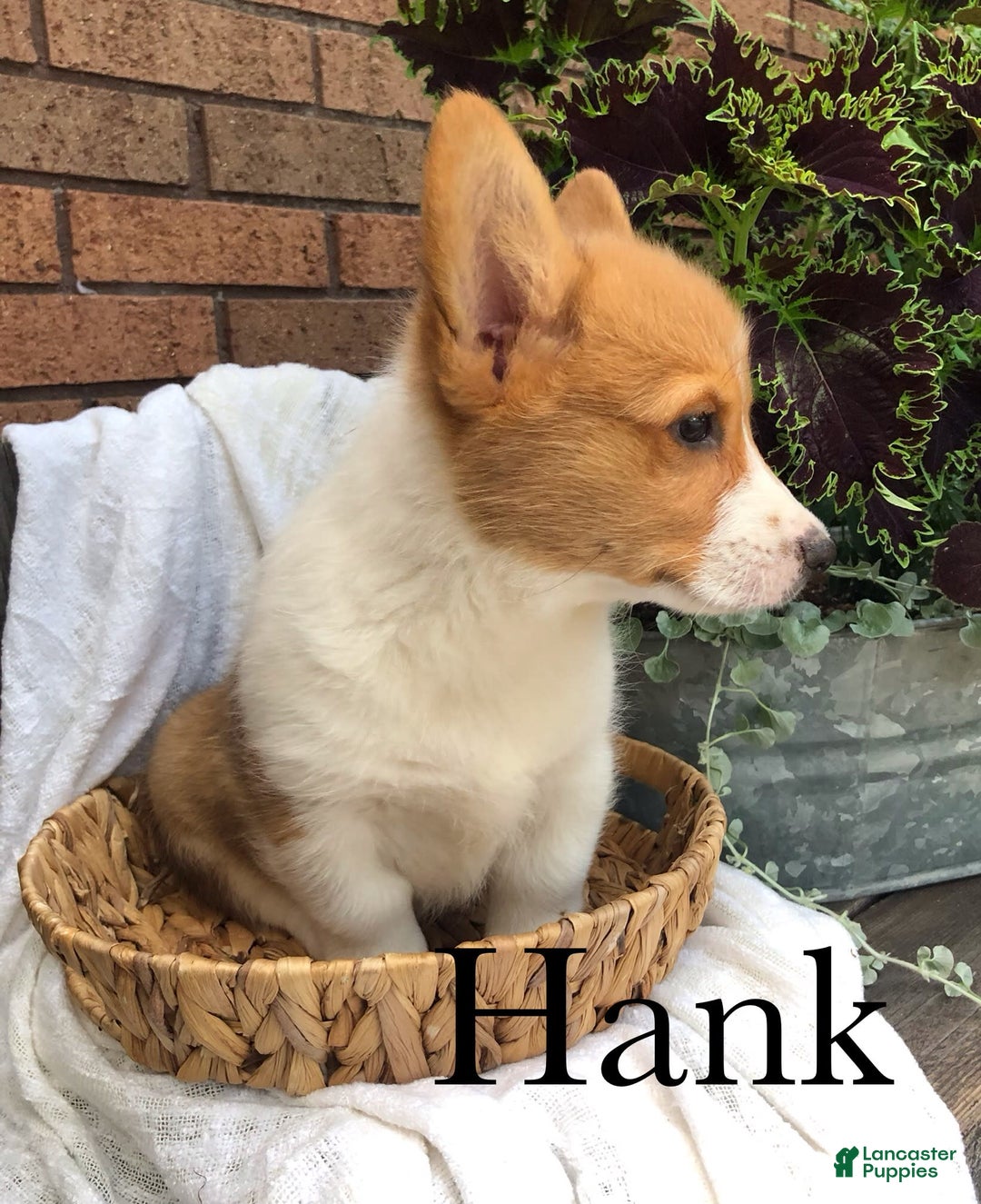 Welsh Corgi Pembroke dogs for sale: Hank - Image 5
