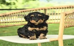 Mini Bernedoodle dogs for sale: Hailey - Image 4