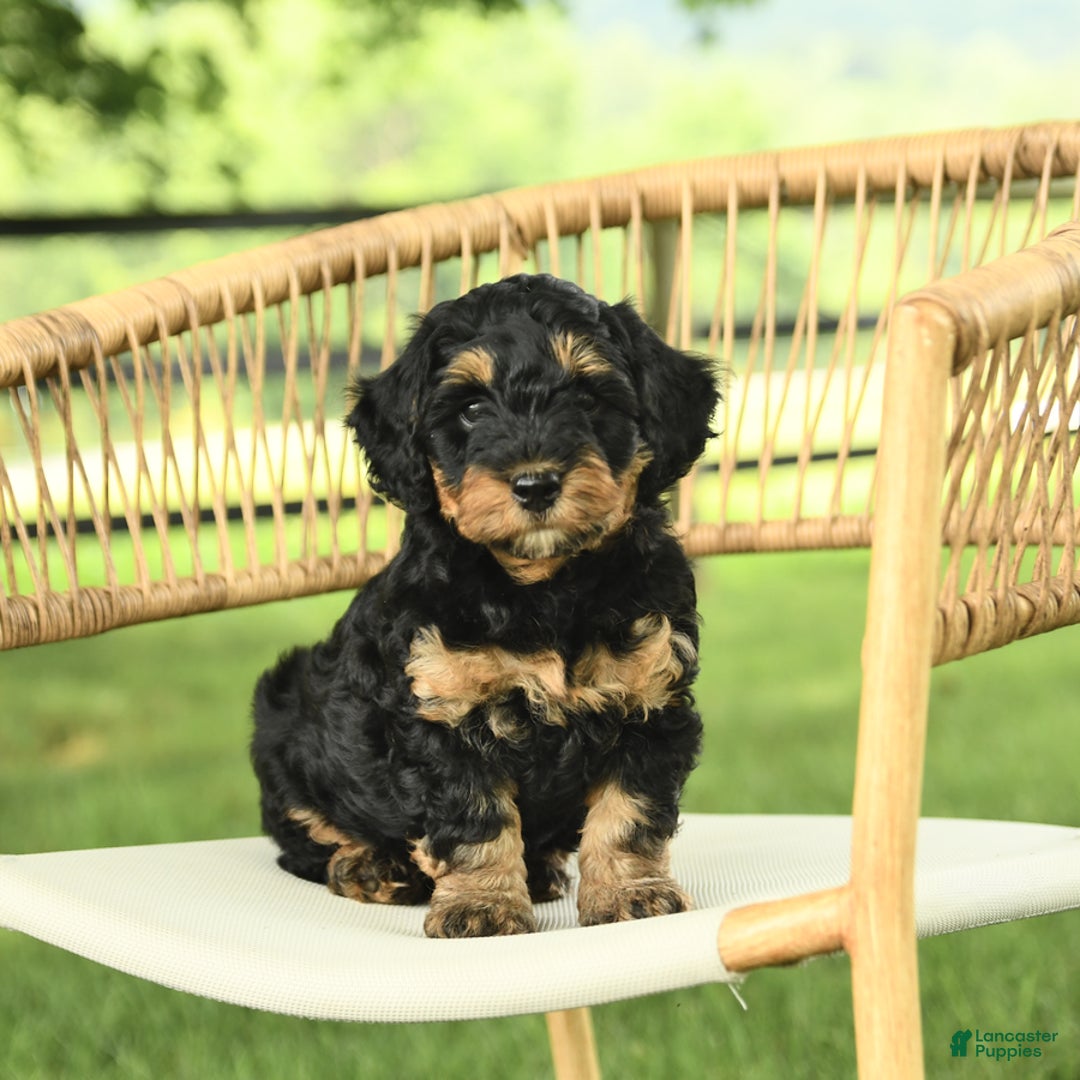 Mini Bernedoodle dogs for sale: Hailey - Image 4