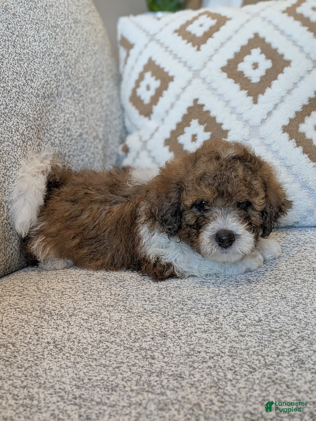 Saint Berdoodles dogs for sale: Massy Mini Saint Berdoodle - Image 1