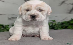 Mini Hippo dogs for sale: Casey - Image 17