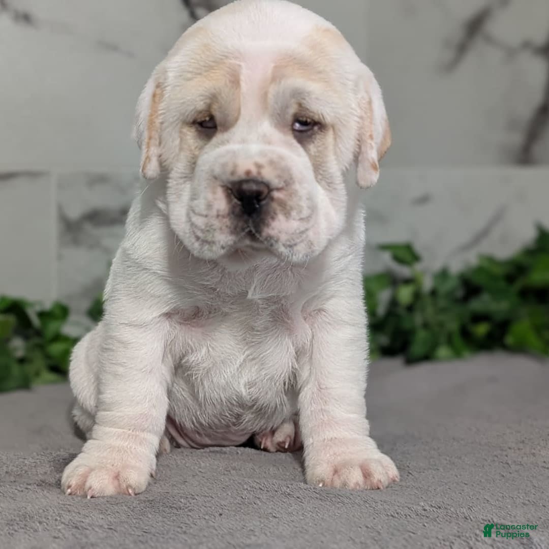 Mini Hippo dogs for sale: Casey - Image 17