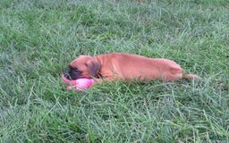 Boxer dogs for sale: Marshal - Image 2