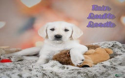 Labradoodle dogs for sale: Rain - Image 1