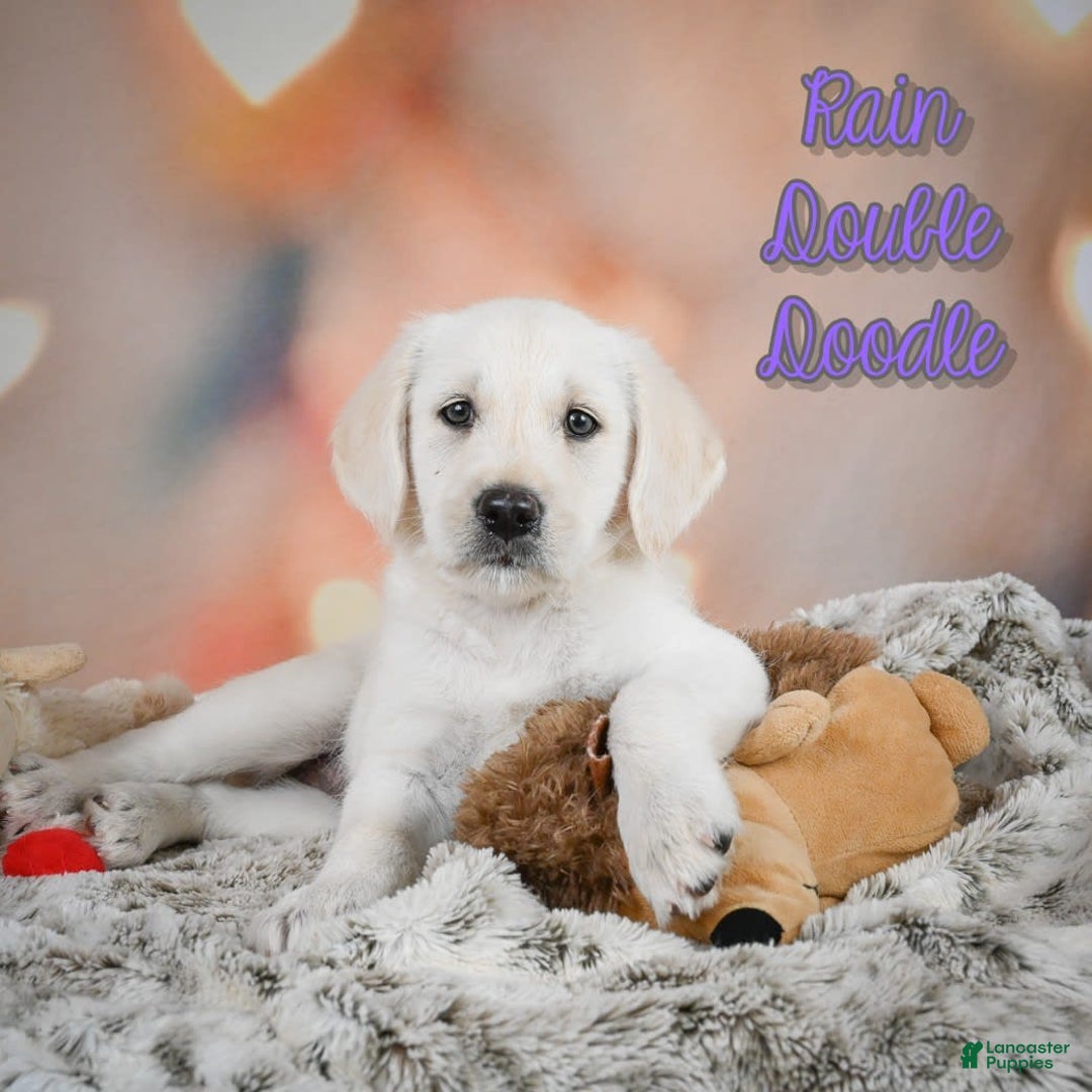 Labradoodle dogs for sale: Rain - Image 1