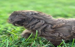 Aussiedoodle dogs for sale: Atlas - Image 9