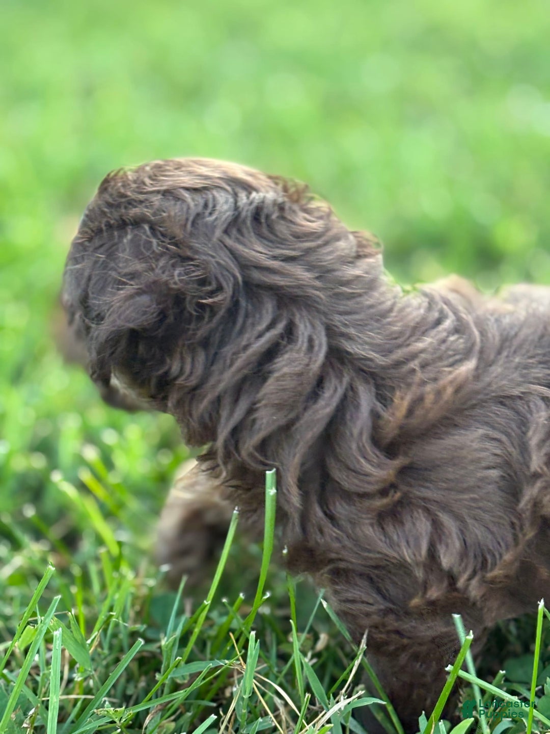Aussiedoodle dogs for sale: Atlas - Image 9